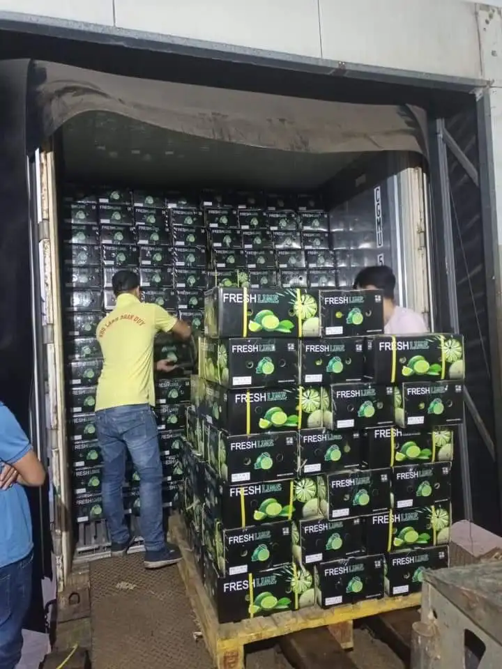 Lemon does not seeds lime without seed from Viet Nam, 100% tax free