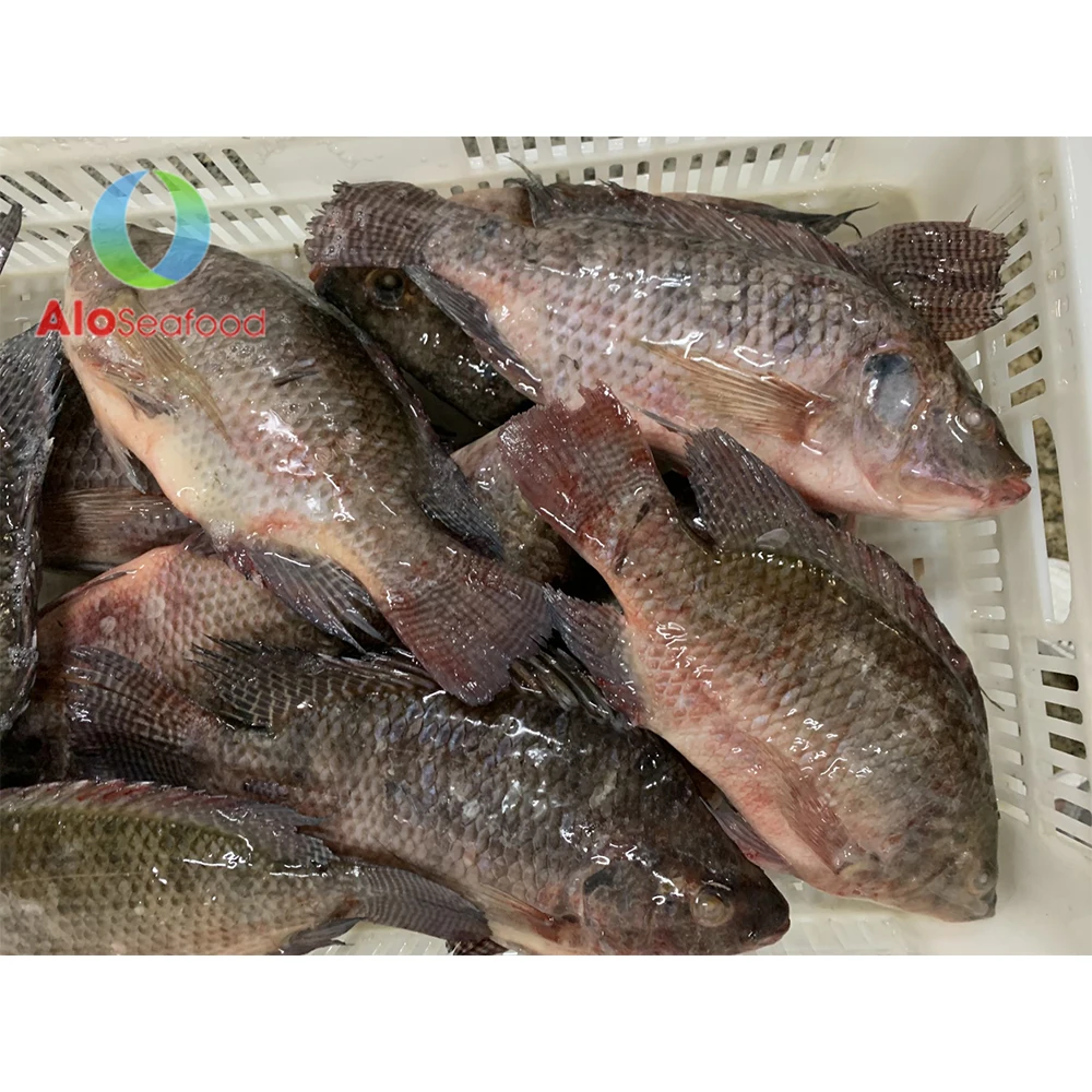 Food Frozen Whole Black Tilapia at competitive price from Vietnam