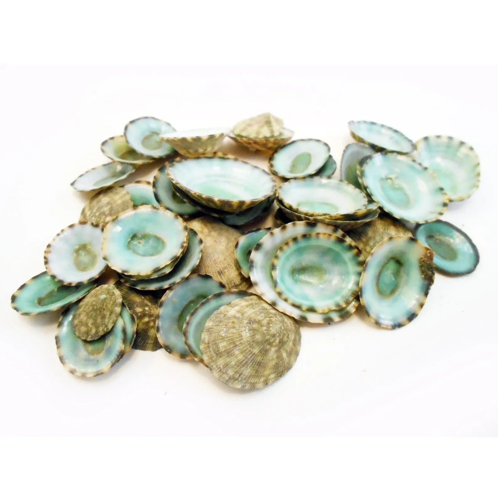 Зеленые ракушки limpet натуральные limpets сырые морские из Вьетнама