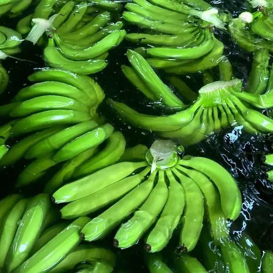 Ensure customer satisfaction with our premium Fresh Bananas, a hallmark of quality and affordability.