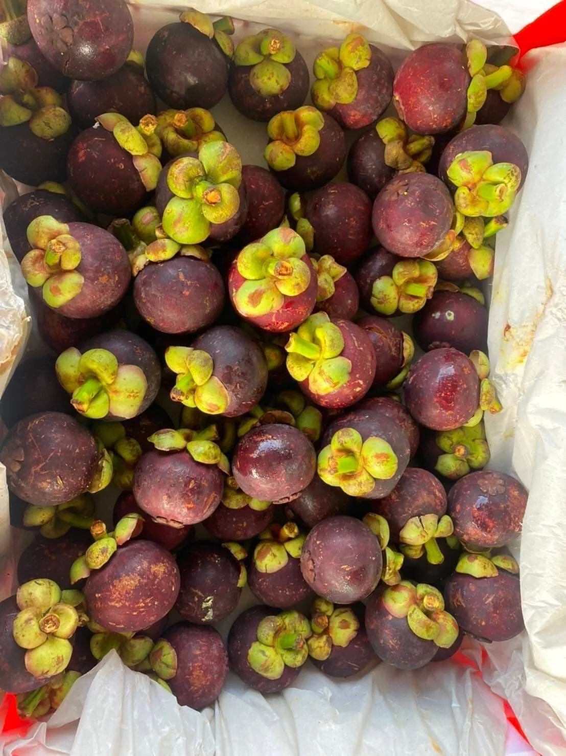 Высококачественный свежий мангостин из Таиланда 100% натуральный высококачественный свежий мангостин с лучшим вкусом