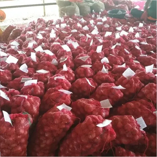 Premium Quality Bulk Selling Export Fresh Indian Small Onions Big Onions Multiplier Onions Harvesting Start November to January