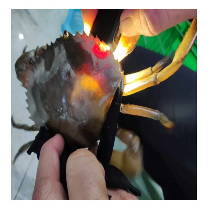 KING CRAB Taste High Quality 300-1000gram up Mud Crab Available Export To Singapore frozen-seafood-in-vietnam