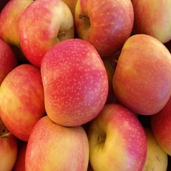 Fresh Fuji apples wholesale fruit prices