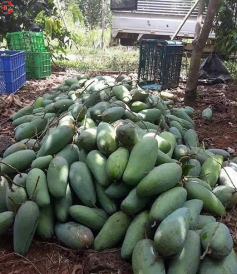 Export Quality Organic Crop Cultivation Oval Shape Green Fresh Fruit Unripe Maturity Taiwanese Mango With Natural Sour Taste