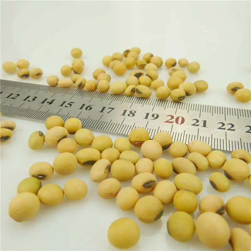Wholesale Organic Non-Gmo Soyabean Yellow Soybean Soja Soya Beans