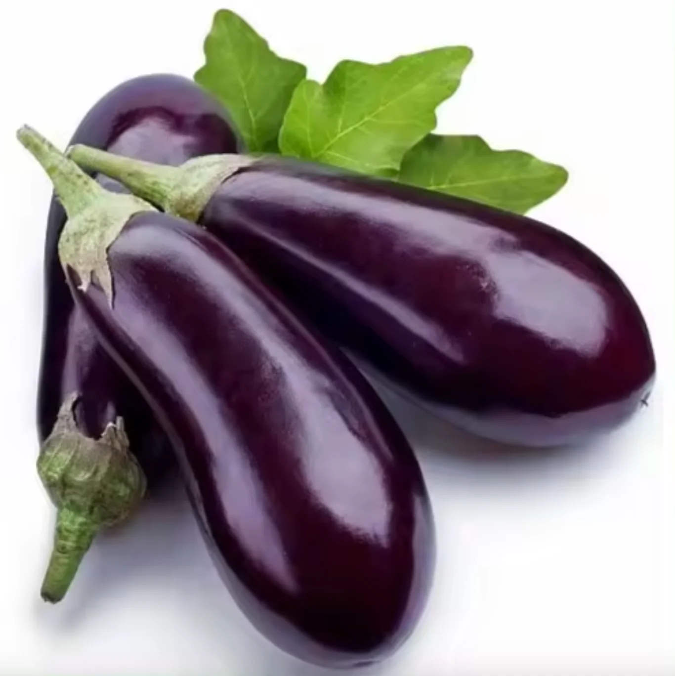 Wholesale Fresh Purple Eggplant