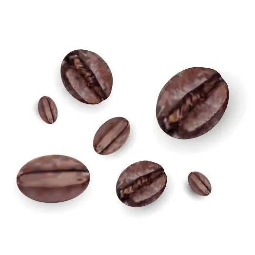 Freshly Coffee Beans Best Quality Export Oriented Wholesale Cheap Price Arabica Coffee Beans Roasted From Indonesia