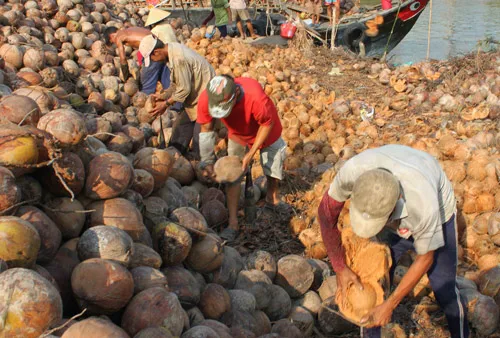 COCONUT SHELL HALF coconut for handicraft reusable  made entirely by hand coconut bowl