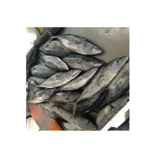 High Quality Sea Frozen Fish Whole Round Bonito Tuna Skipjack For Export Seafood Frozen Whole Round Bonito Tuna Fish Skipjack