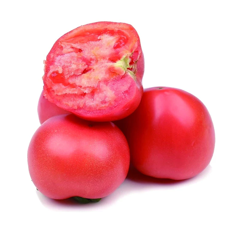 Cheap Price Natural Fresh Tomatoes in Stock