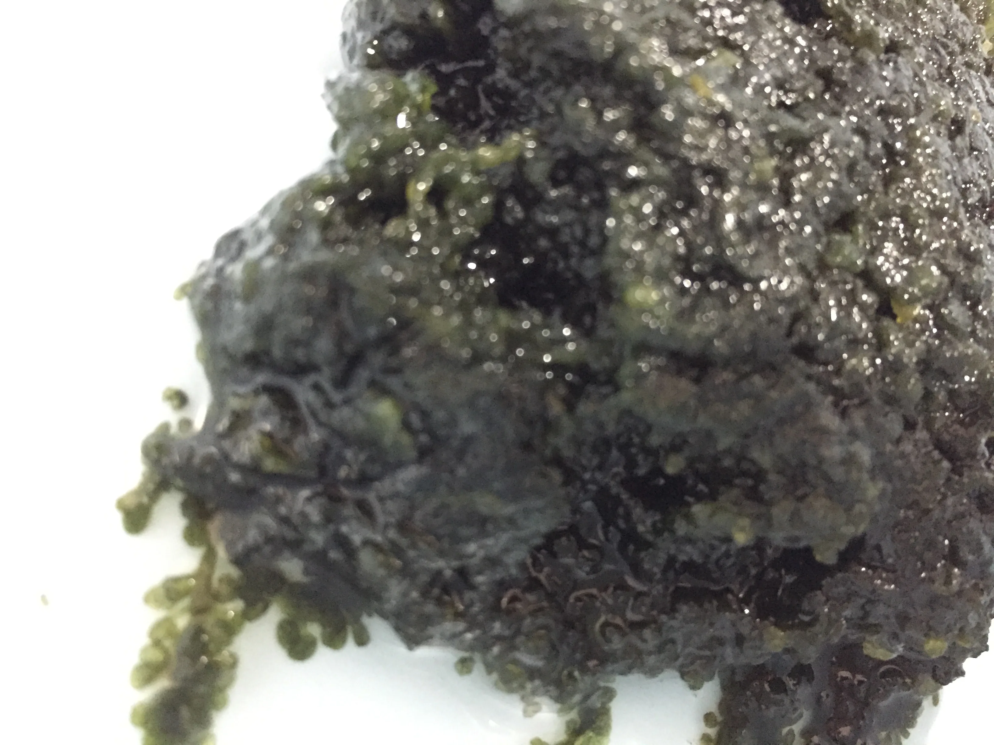 Оптовая продажа вкусный сушеный морской виноград лучшего качества по конкурентоспособной цене от вьетнамского моря