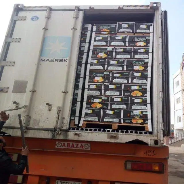 Citrus Fresh Orange new season