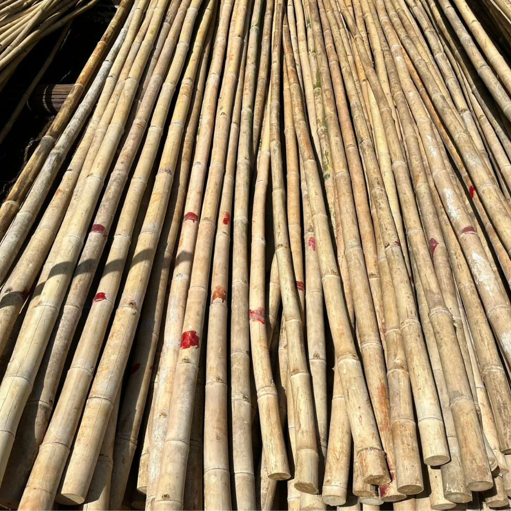Large Bamboo Poles Trading In Bulk Solid Moso Bamboo For Decor And Construction Packed In Bundles Vietnam Manufacturer