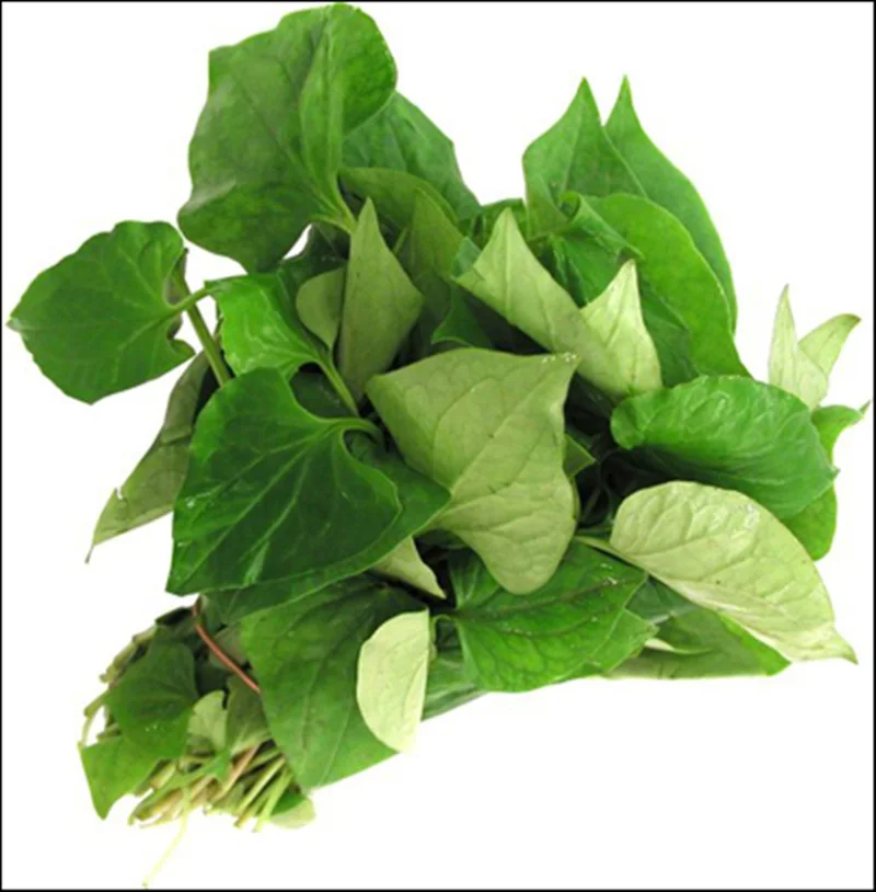 Top Quality Organic Powder Lettuce Extract Wholesale Price Food Additive