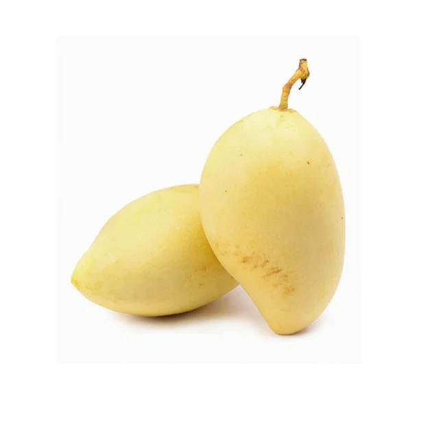 Fresh Mango 100% natural  from Vietnam with good price and best quality 2023 Cheap Price Fresh Fruit