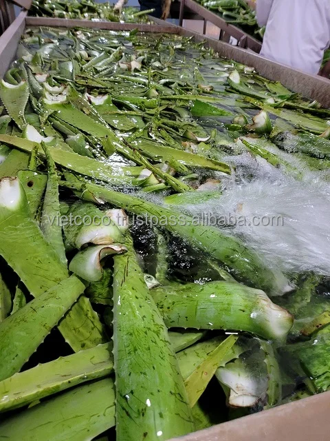 The Most Competitive Price Diced Aloe Vera Yaourt Drink Beverage Natural Flavor