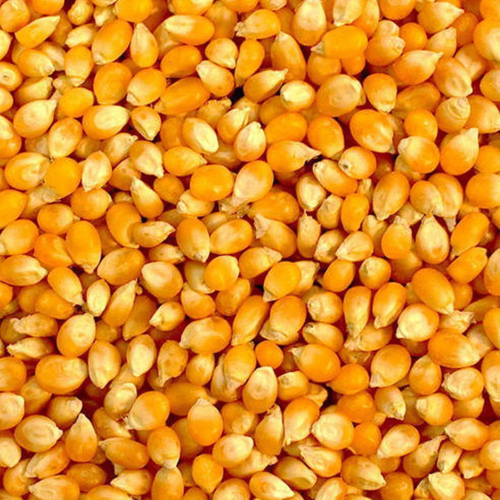 Factory Price Manufacturing Bulk Kernel Dried Yellow Corn For Sale