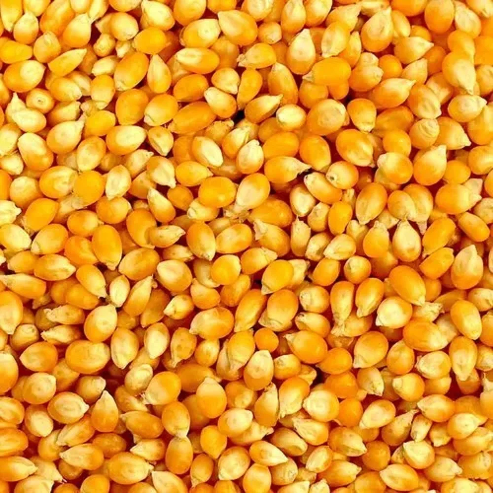 Yellow corn - High Quality Yellow Corn Maize Grains, Yellow Maize Export Worldwide Competitive Price