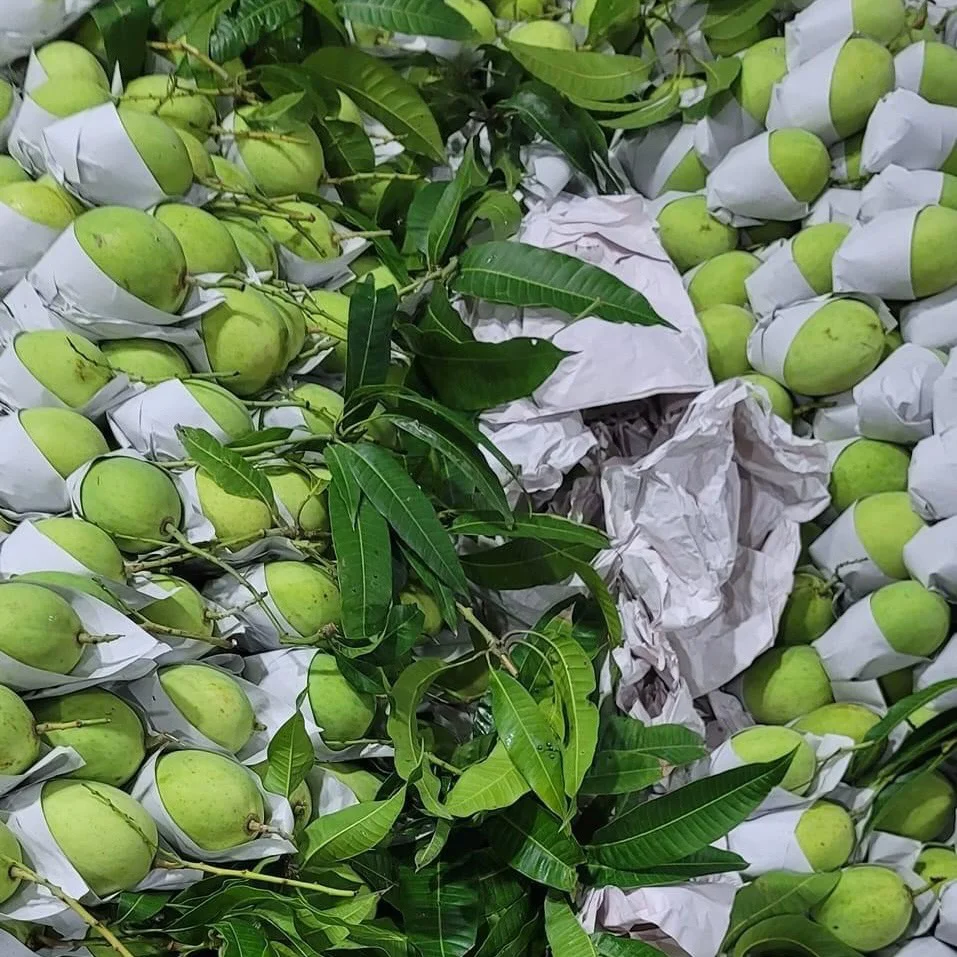 Vietnamese Cat Chu Mango Good For Healthy Fresh Export Purchase Carton Packaging Vietnam Trading