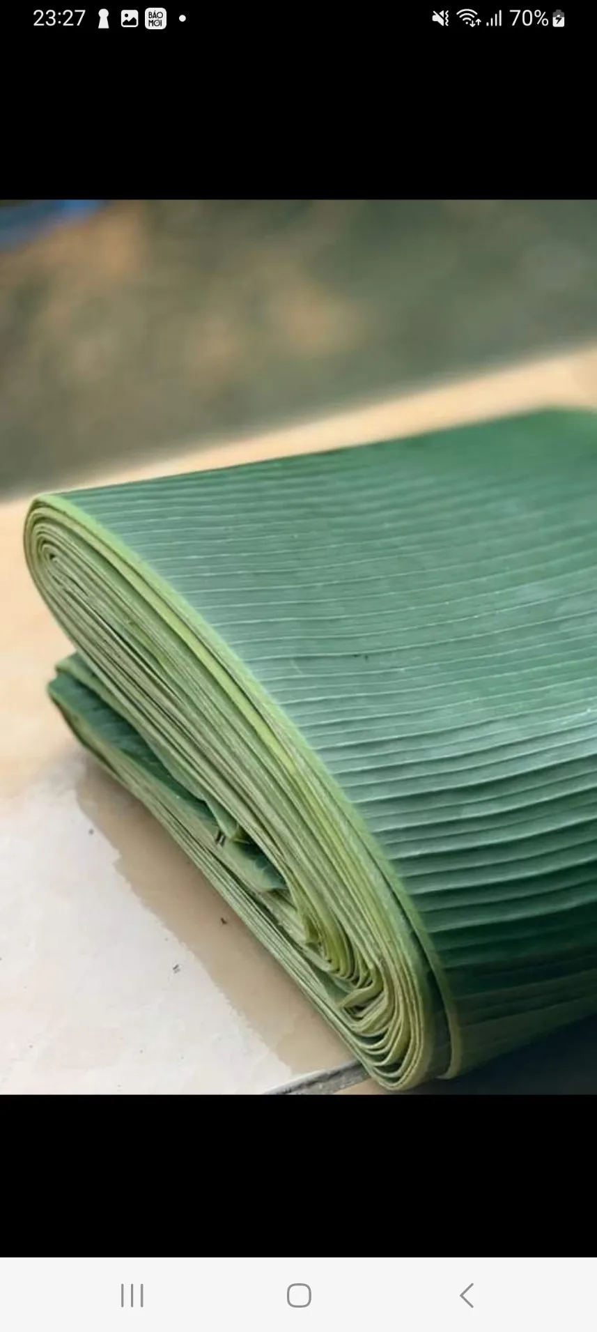 Best price fresh and frozen green tropical banana leaf cheapest price banana leaf made in Vietnam 2023