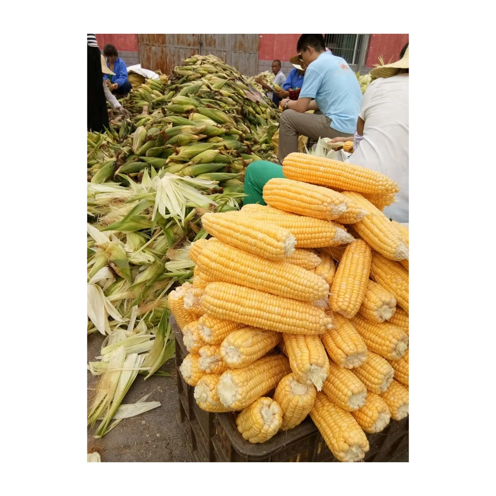 Corn Yellow Maize Dried Yellow Corn Popcorn Corn