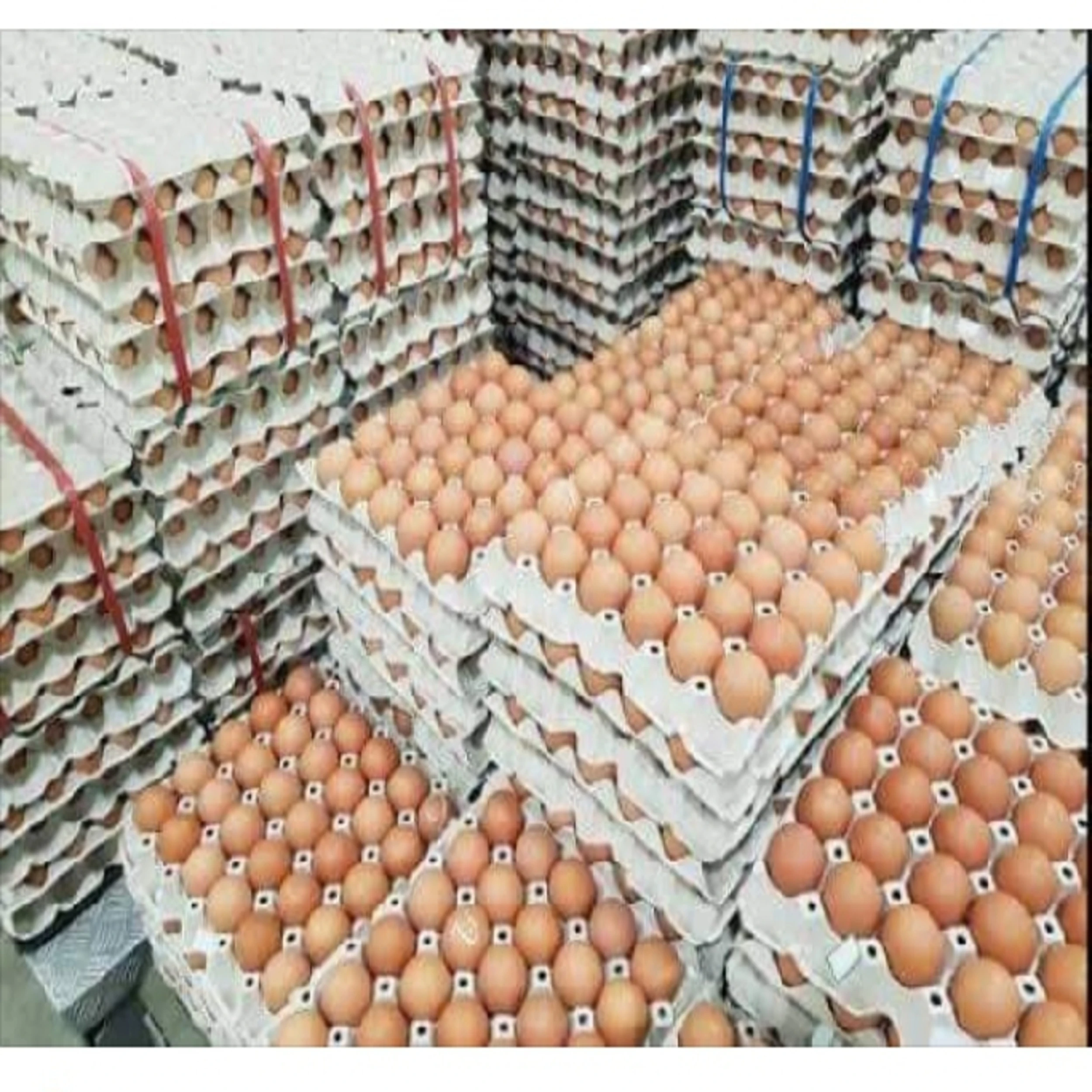 Оптовая продажа свежих коричневых и белых настольных яиц для фермы/лучшее качество органических куриных