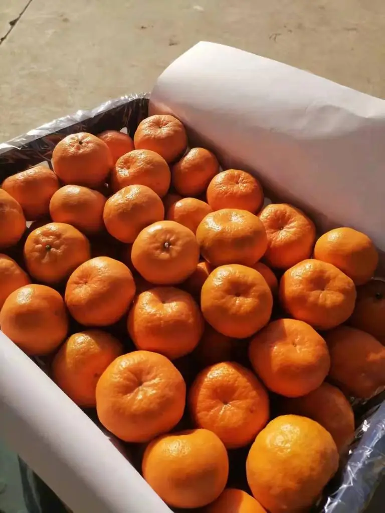 Mandarain China Wholesale Great Fresh High Quality Lokan