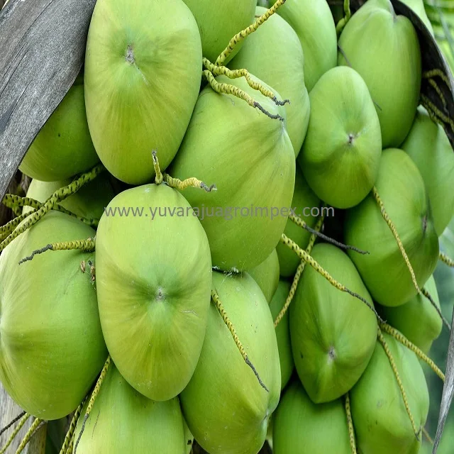 High Quality Fresh Semi Husked Coconut Manufactures in India to Malwi Peru Mexico Kenya Ethiopia Colombia Uganda
