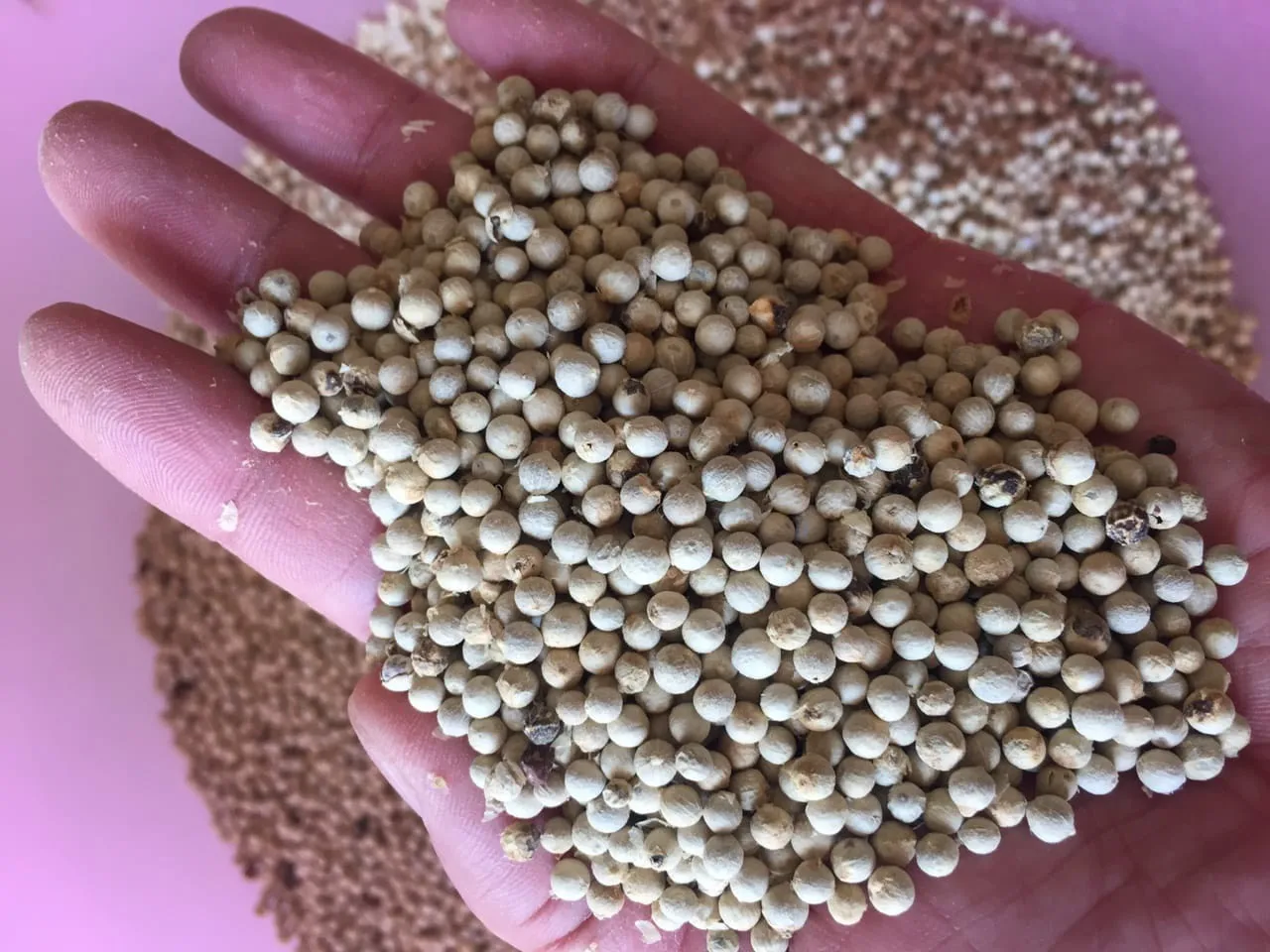 High Quality White Pepper Super Aromatic  630GL  DW origin Vietnam // Ms Lucy +84-975807426 (WA/Viber)