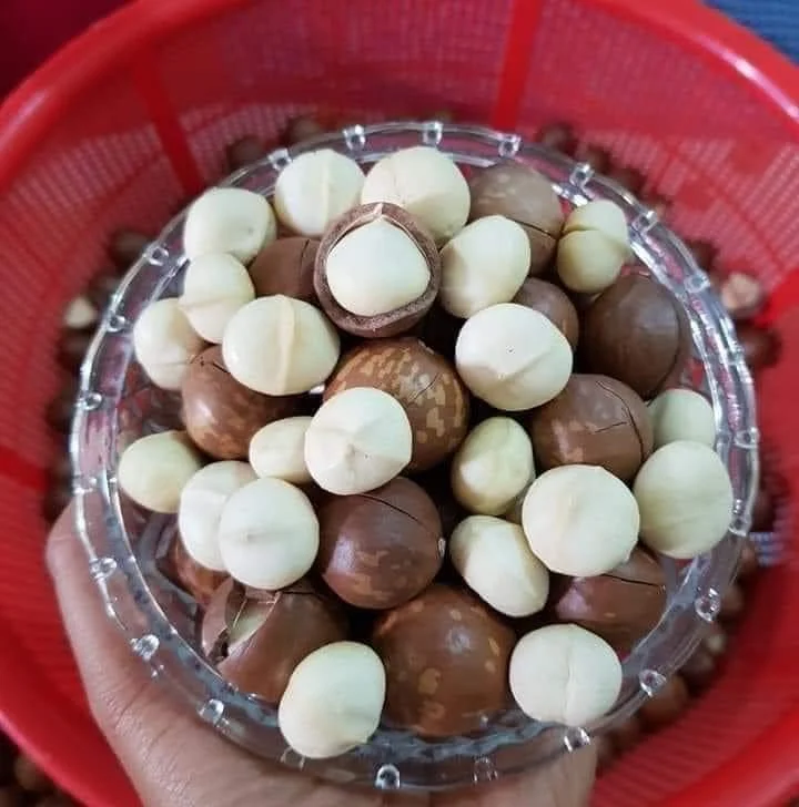 Орехи макадамии высочайшего качества из 100% натурального Вьетнама