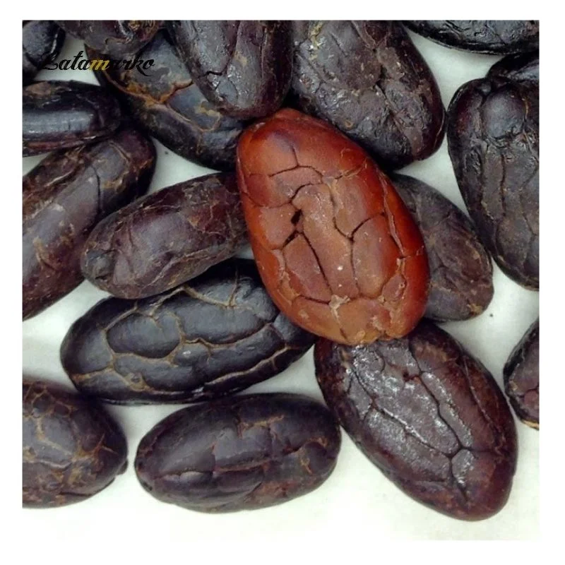 Raw Cocoa Beans, Cocoa Beans Suppliers, Manufacturers, Wholesalers Ready now