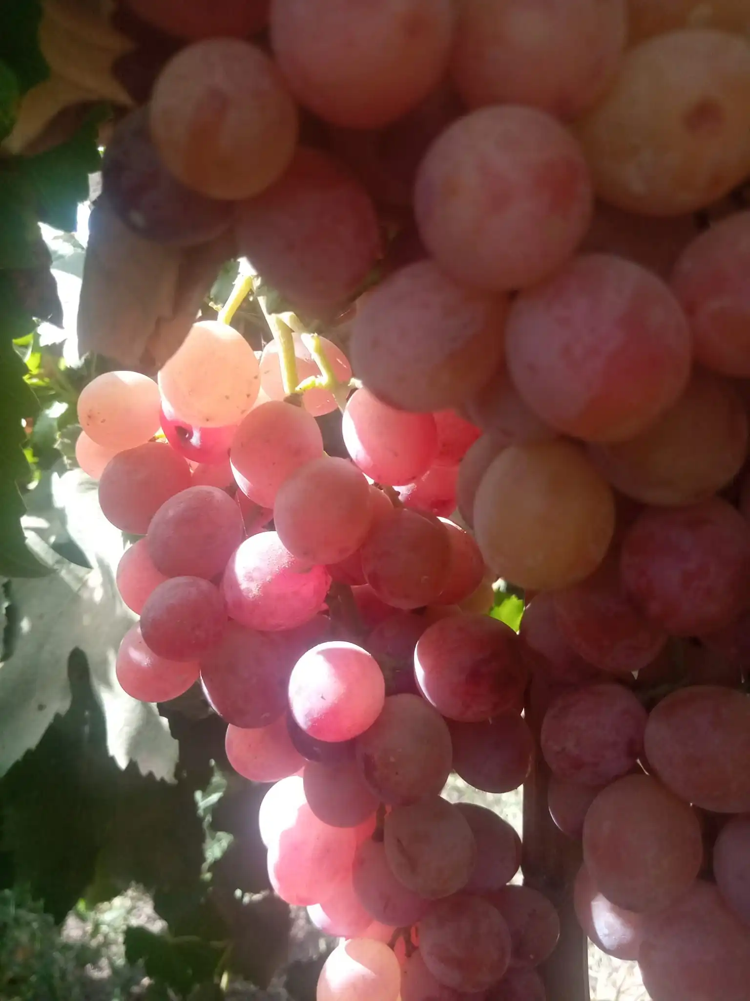 High quality fresh red grapes from Egypt