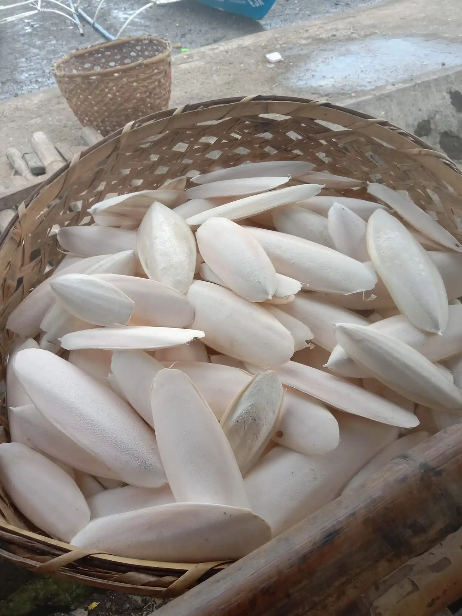 BULK SUPPLY: DRIED CUTTLEFISH BONE FOR PET NUTRITION!