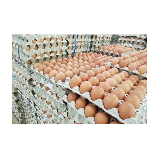Fresh Organic Poultry Chicken Brown Table Eggs | Halal Top Quality Packed Eggs