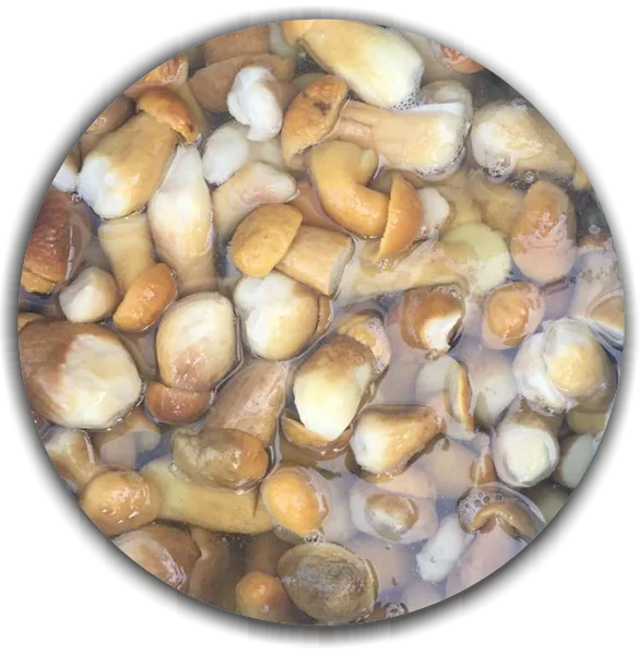 Boletus edulis (Cepas, Porcini, Steinpilze) whole in brine,  Natural Food. Boiled and salted in brine.