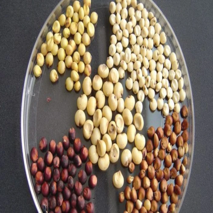 Wholesale Seeds Of Grain Sorghum Bulk Red and White Sorghum