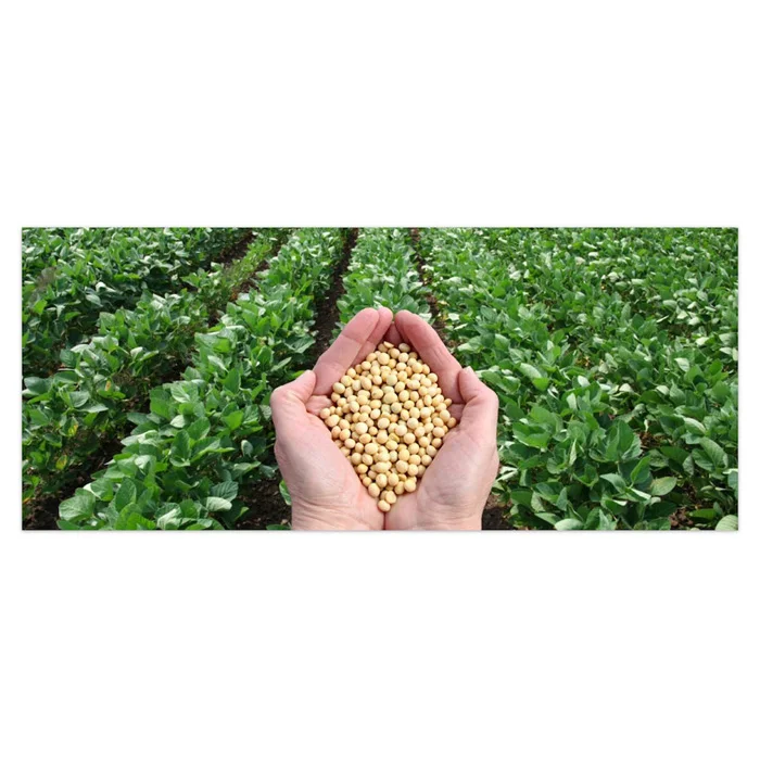 Поставщики соевых бобов продающие Non-GMO черные соевые бобы