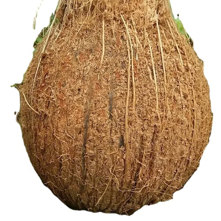 First Hand  Semi Husk Matured Coconut Available