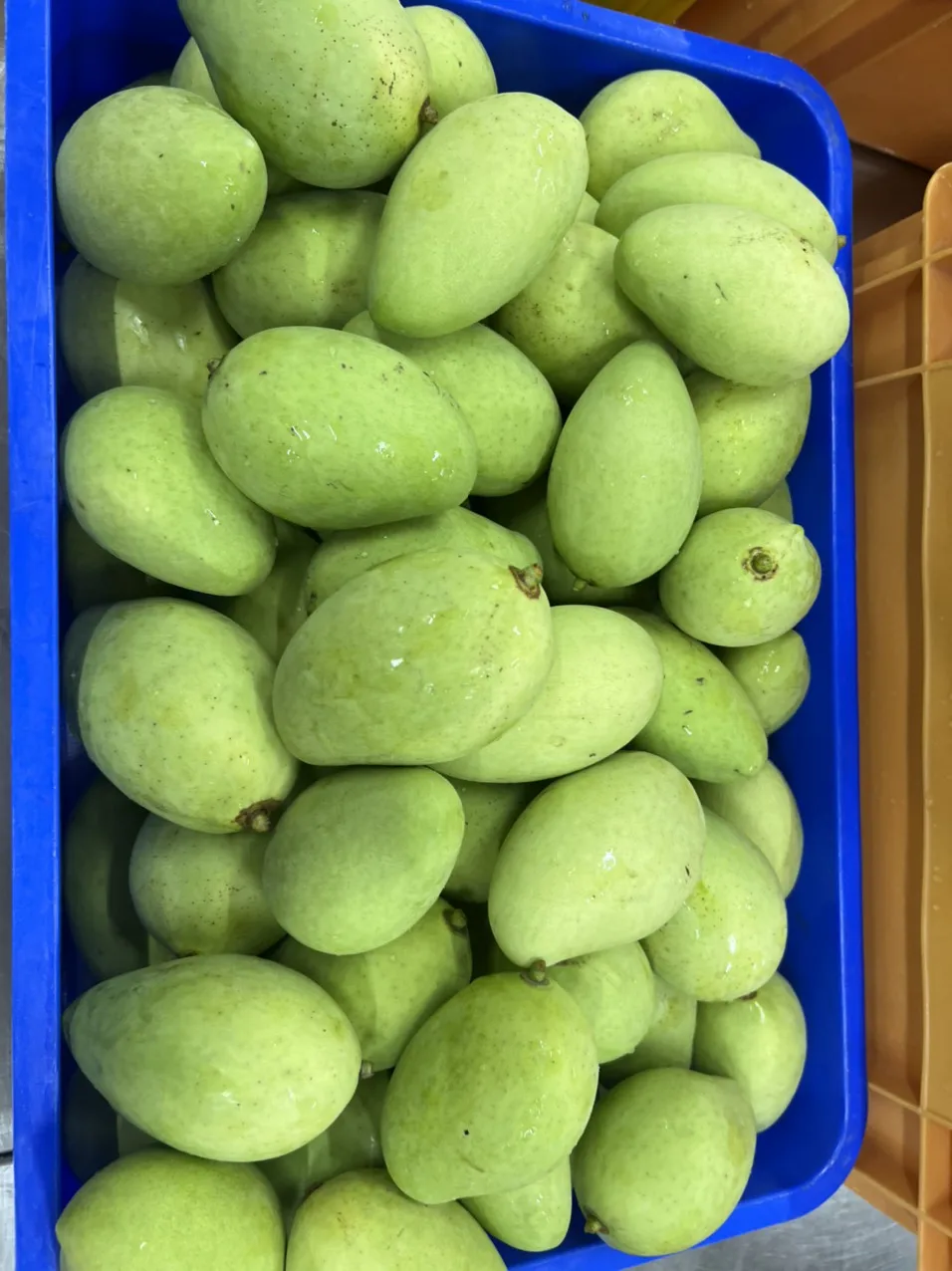 Свежее манго оптовая продажа лидер продаж сладкие и вкусные желтые тропические