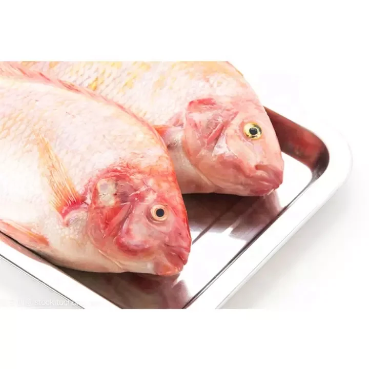 High Quality Frozen Red Tilapia GS to Make Money so Easy