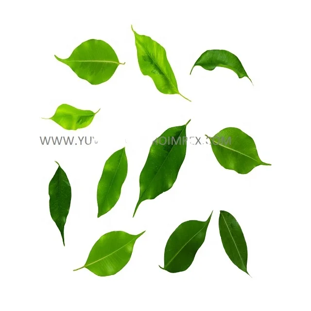 Indian spices dried curry leaves Manufactures in India to Canada USA  Australia Sri Lanka Nigeria Ireland Malaysia