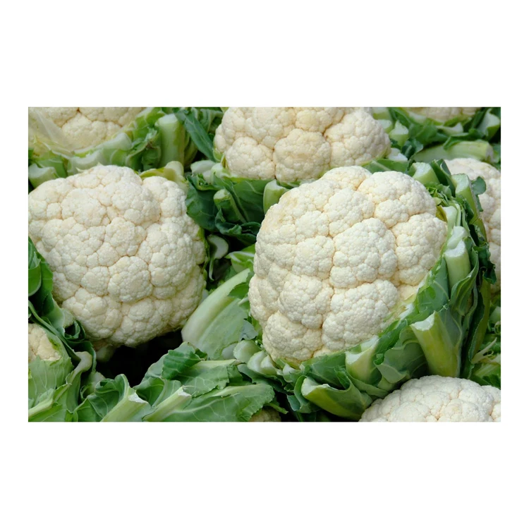 Premium Quality Fresh Vegetables Cauliflower Bulk Stock At Wholesale Cheap Price