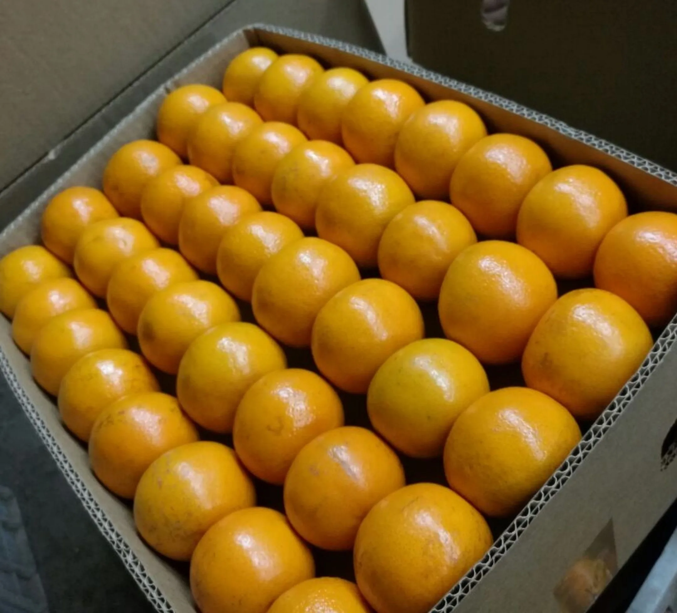 Best Price Fresh Orange Fresh Fruit Fresh Oranges Fresh Citrus Fruit