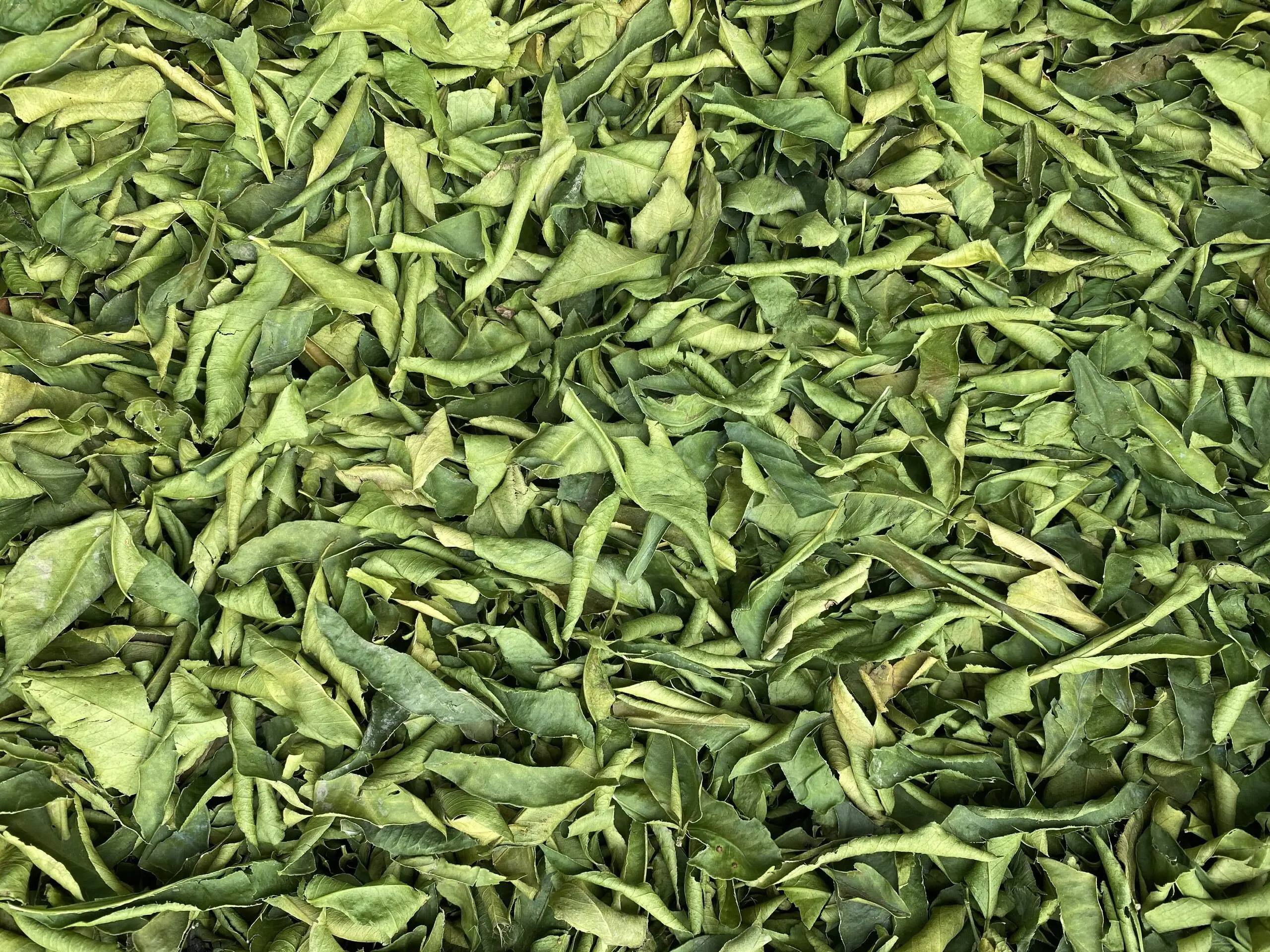 Dried lemon leaves competitive price made in Vietnam / holiday