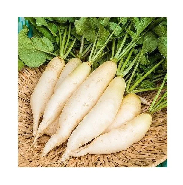 Cheapest Price Supplier Bulk Fresh Vegetables Radish With Fast Delivery