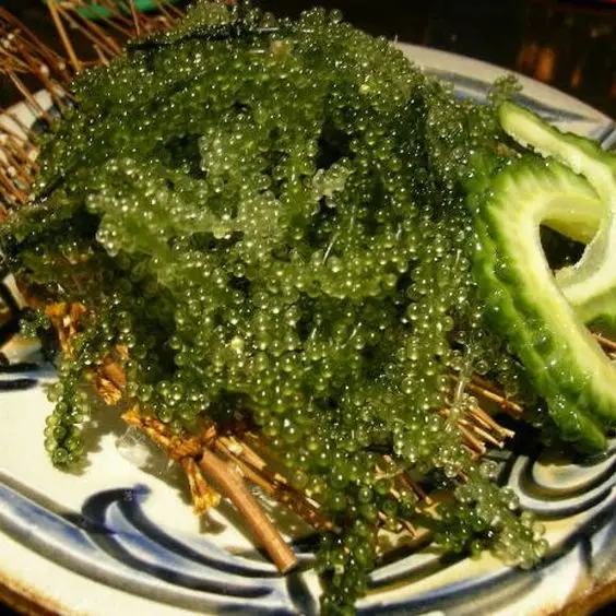 BEST SELLING SEA GRAPES - DRIED SEA GRAPE DISCOUNT FOR FIRST ORDER NATURAL DELICIOUS SEA GRAPES