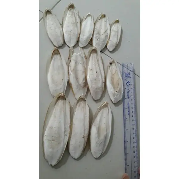 Seafood/Cuttlefish Bone Dried Cuttlefish Bone Supplier