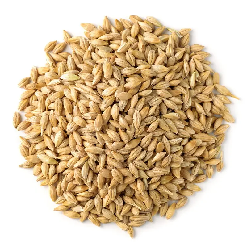 Barley for Malt, Barley Grain