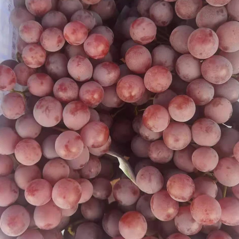 Fresh Grapes For Export